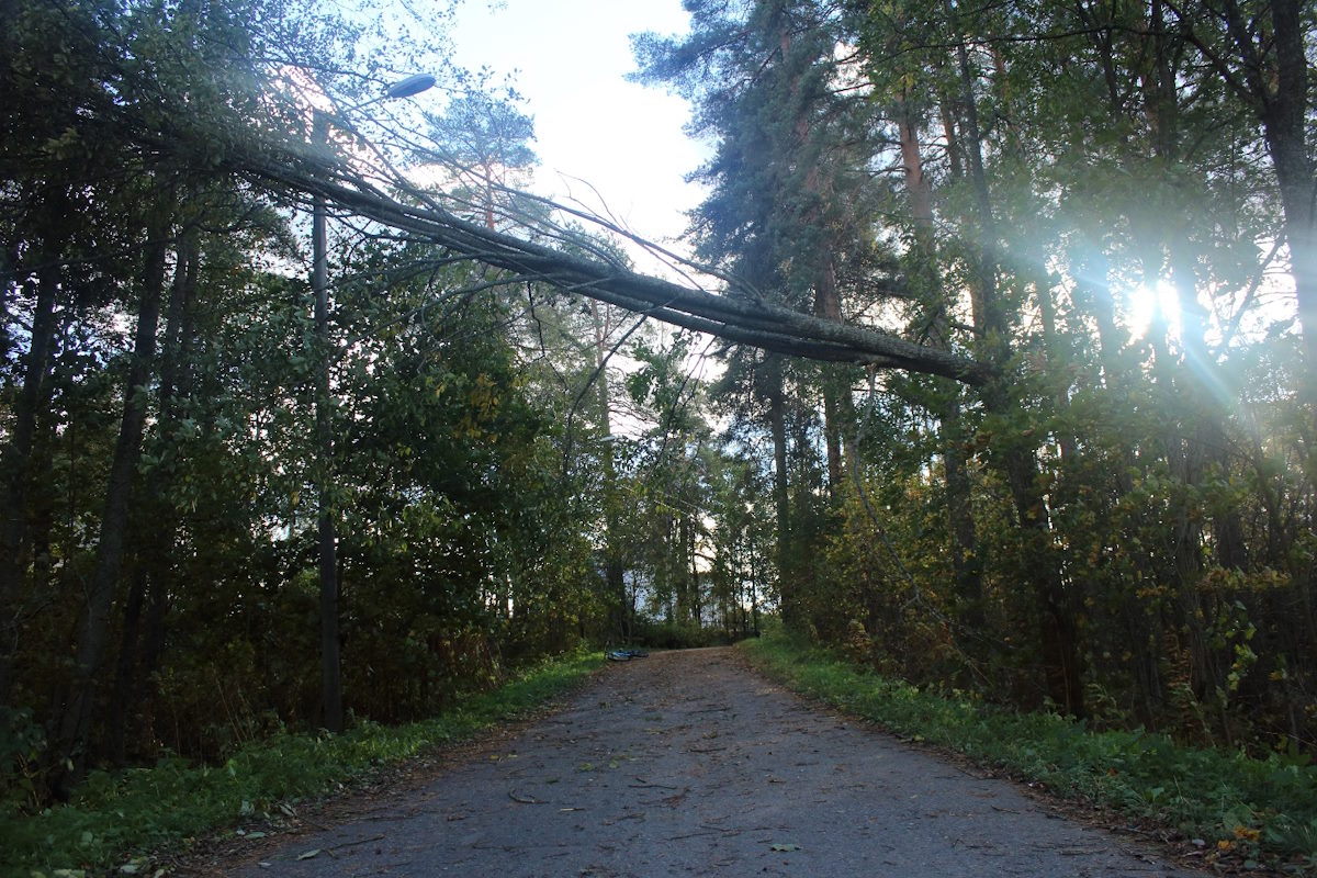 Kuvassa tien oikealla puolella oleva puu on katkennut puoliksi ja nojaa tien vasemmalla puolella olevaa puun latvustoa vasten. Katkennut puu roikkuu tien yläpuolella usean metrin korkeudessa aiheuttaen ilmeistä vaaraa sen alta kulkeville.